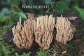 Ramaria stricta-amf405